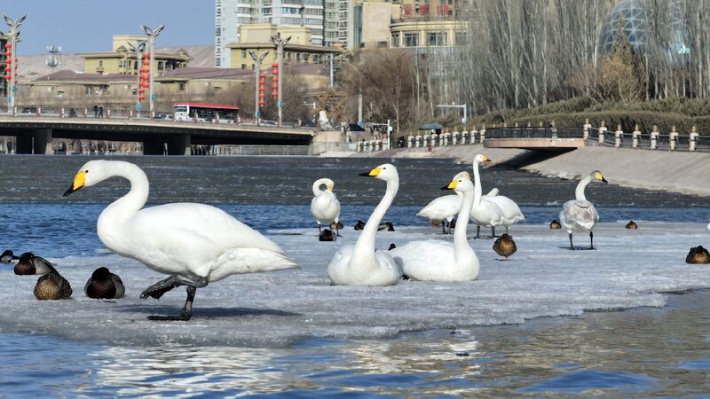 Wild swans forage along Korla's Peacock River
