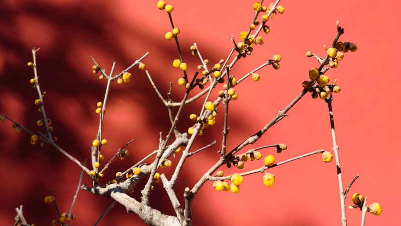 Wofo_Temples_wintersweet_blossoms_paint_a_picture_of_serenity - My Global News: Young Voices Wofo Temple's wintersweet blossoms paint a picture of serenity