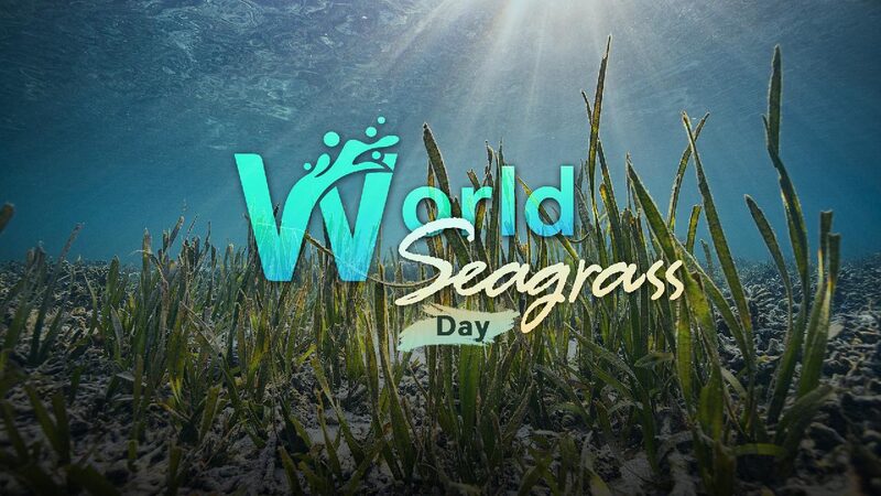 World_Seagrass_Day_The_overlooked_marine_treasure - My Global News: Young Voices World Seagrass Day: The overlooked marine treasure