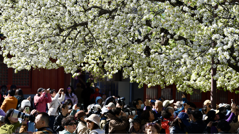 Zhihua_Temple_ranks_high_among_Beijings_top_flower_viewing_spots - My Global News: Young Voices Zhihua Temple ranks high among Beijing's top flower viewing spots