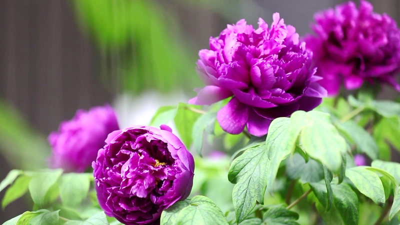 2025 Peony International Communication Forum opens video poster