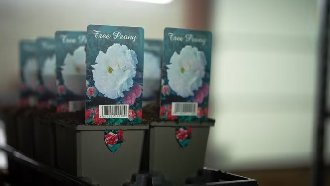 A_floral_bond_between_a_Chinese_peony_grower_and_a_Dutch_family_poster - My Global News: Young Voices A floral bond between a Chinese peony grower and a Dutch family video poster