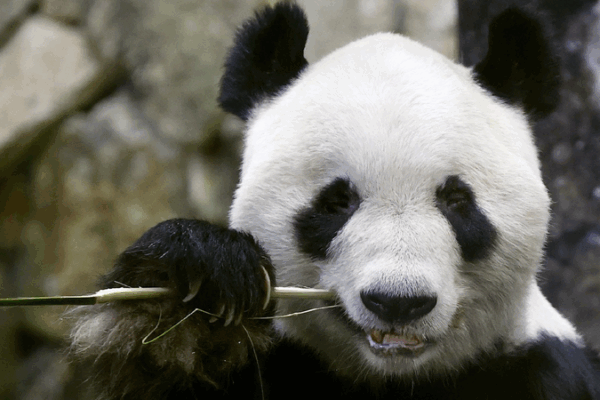 Four Adorable Pandas Return Home After Adventure in Japan! All four giant pandas at western Japan park to return to China in June