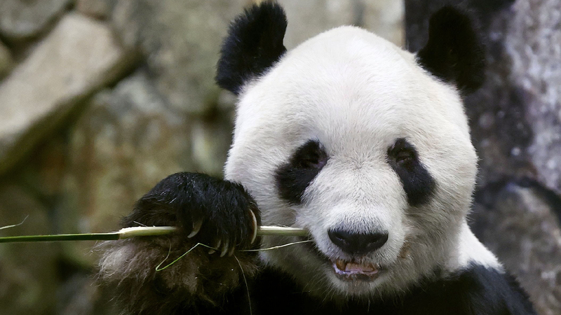 All four giant pandas at western Japan park to return to China in June