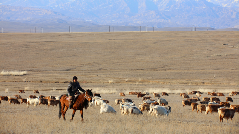 Altay's spring-autumn pastures welcome grazing herds