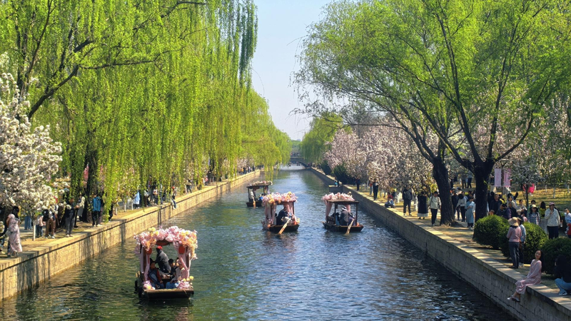 Beijing's crabapple flower festival welcomes sculling boats