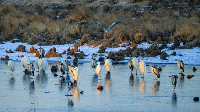 Bird_photography_for_conservation_Celebrity_inspires_love_of_birds - My Global News: Young Voices Bird photography for conservation: Celebrity inspires love of birds