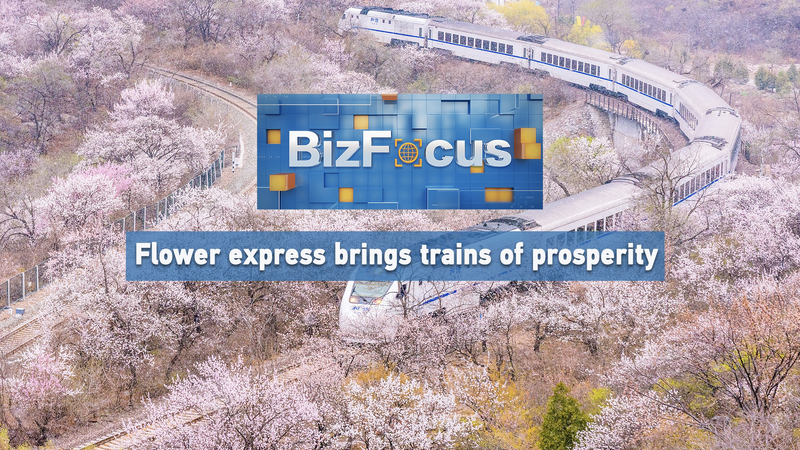 BizFocus_Ep124_Flower_express_brings_trains_of_prosperity_poster - My Global News: Young Voices BizFocus Ep.124: Flower express brings trains of prosperity video poster