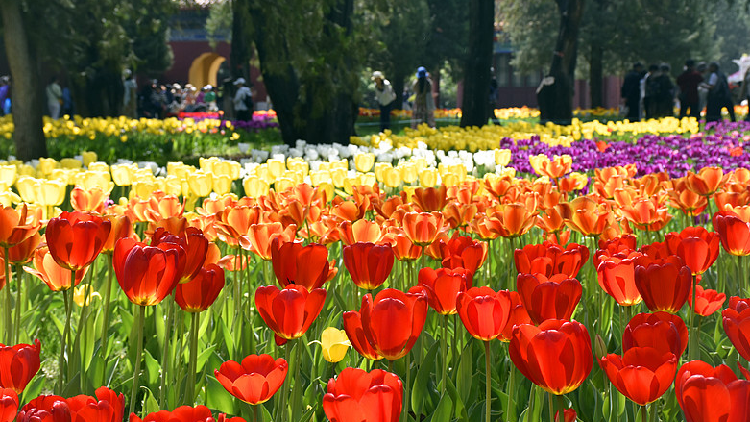 Blooming tulips brighten up spring in Beijing