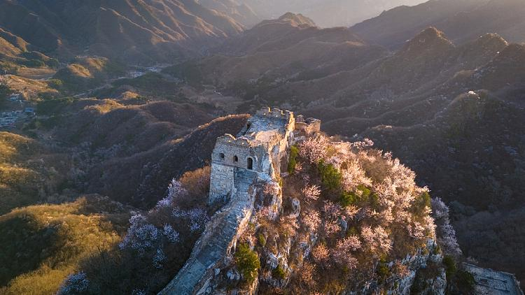 Blossoming apricot flowers add spring hue to Great Wall