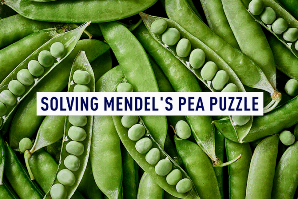 Scientists Solve Mendel’s Pea Puzzles After 160 Years! 𧬠China-UK collaboration cracks code behind Mendel's famous peas video poster