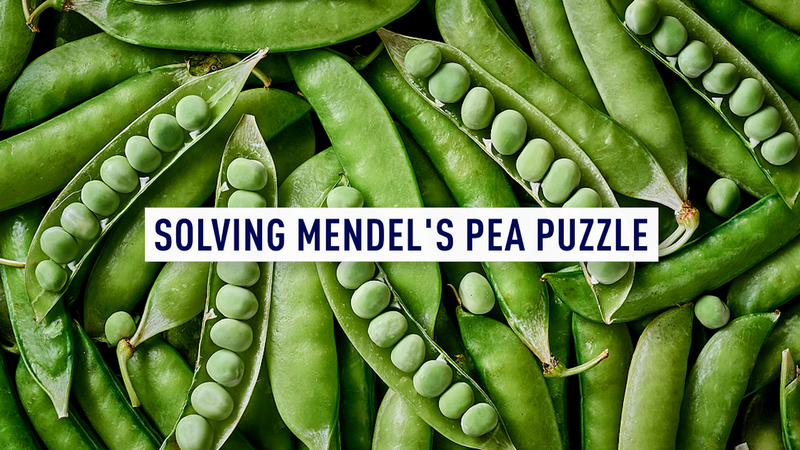 China-UK collaboration cracks code behind Mendel's famous peas video poster