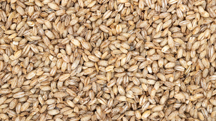 China_cultivates_first-generation_space_highland_barley - My Global News: Young Voices China cultivates first-generation 'space highland barley'