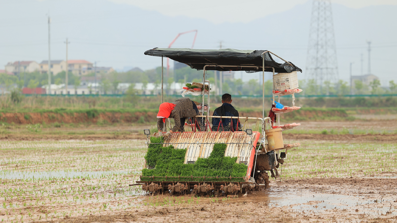 China expected to achieve higher grain output in 2025: report