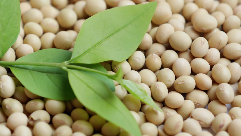 China_halted_US_soybean_corn_imports_before_tariff_war_report - My Global News: Young Voices China halted U.S. soybean, corn imports before tariff war: report