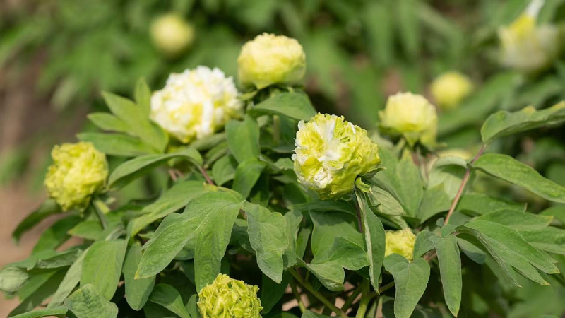 China in full bloom: Peonies captivating the world