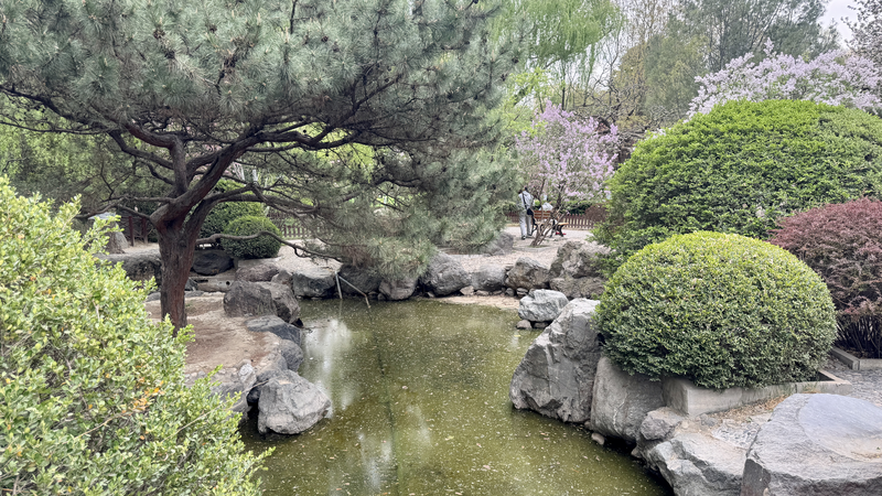 Chinese_bamboo_and_Japanese_cherry_blossoms_mingle_in_Beijing_park_poster - My Global News: Young Voices Chinese bamboo and Japanese cherry blossoms mingle in Beijing park video poster