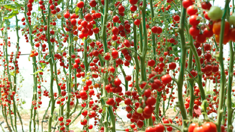 Chinese scientists reveal how tomatoes beat heat, stabilize yields