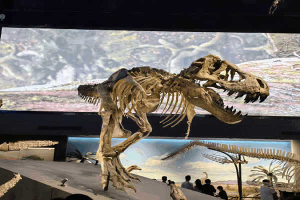 Dive into the Dinosaur Age at China’s National Maritime Museum π¦π Dinosaur exhibition reveals ocean as life's cradle
