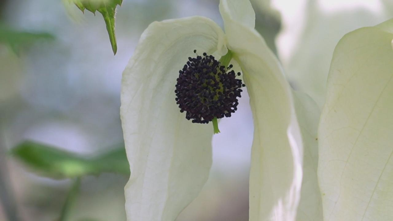 Discover the Magical Dove Tree: China’s Ancient Blooming Treasure πΈ Dove tree blooms as researchers promote it for local greening