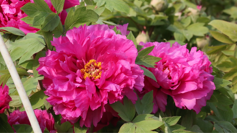 Ecological protection, innovation drivers behind China's peony capital