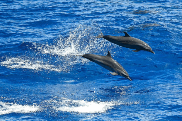 Ocean Experts Unite for a Shared Blue Future! π Experts call for building maritime community with a shared future