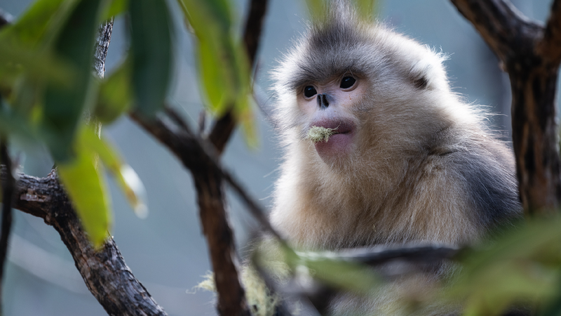 Explore_Chinas_rare_wildlife_with_CGTNs_Earth_Day_H5_launch - My Global News: Young Voices Explore China's rare wildlife with CGTN's Earth Day H5 launch
