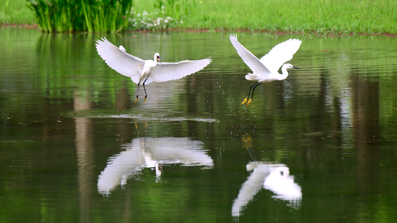 Foraging egrets highlight the ecological beauty of wetland in Yunnan