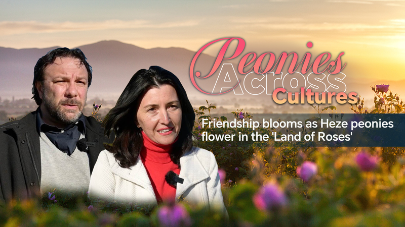 Friendship_blooms_as_Heze_peonies_flower_in_the_land_of_roses_poster - My Global News: Young Voices Friendship blooms as Heze peonies flower in the 'land of roses' video poster