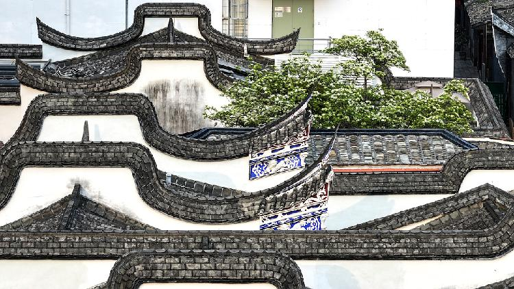 Fringe tree flowers in Fuzhou's Three Lanes and Seven Alleys
