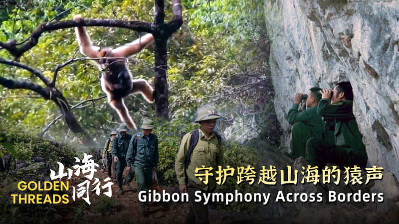Golden Threads: Gibbon symphony across borders video poster
