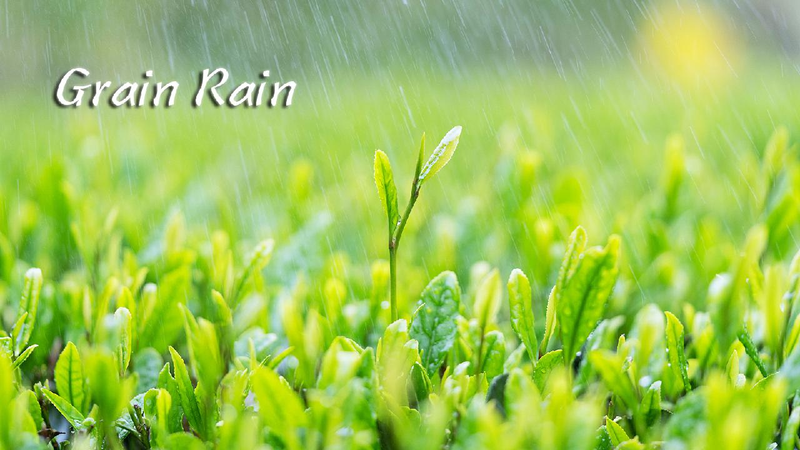 Grain Rain: A period of flourishing growth