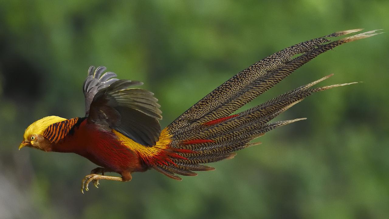 Green harmony: Beauty of rare wildlife in China
