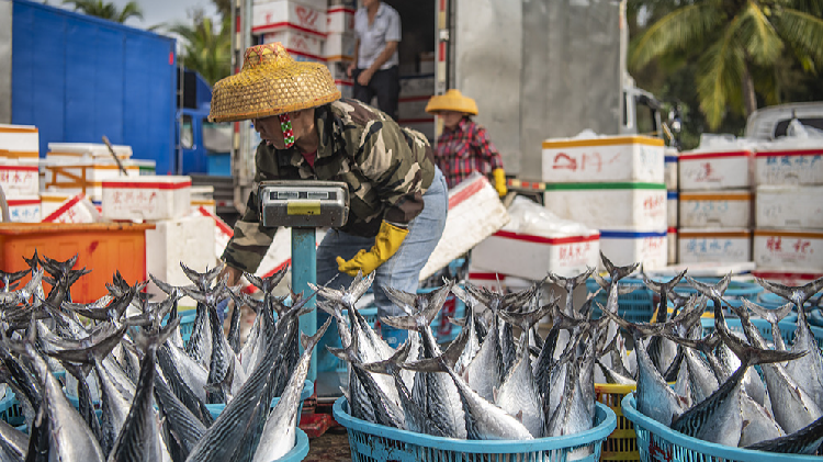 Hainans_spring_fishing_operations_flourish - My Global News: Young Voices Hainan's spring fishing operations flourish