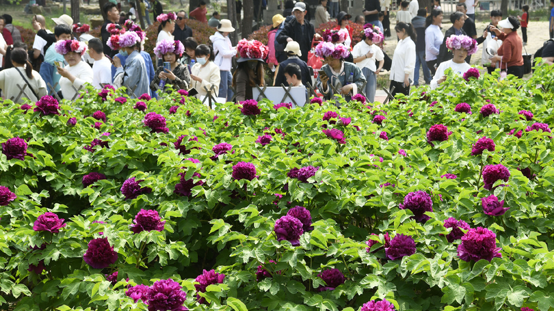 Heze's peony industry boosts development, cultural exchanges