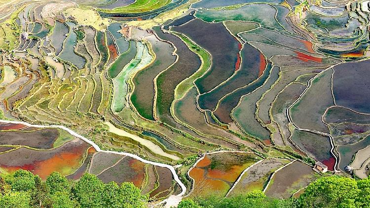 Honghe Hani Rice Terraces sparkle in sunlight