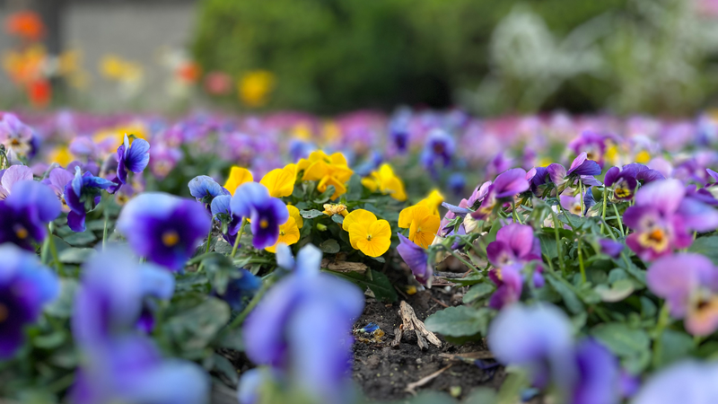 Horned violets and fairy primroses in full bloom in Yuyuantan Park