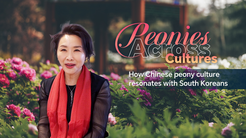 How_Chinese_peony_culture_resonates_with_South_Koreans_poster - My Global News: Young Voices How Chinese peony culture resonates with South Koreans video poster