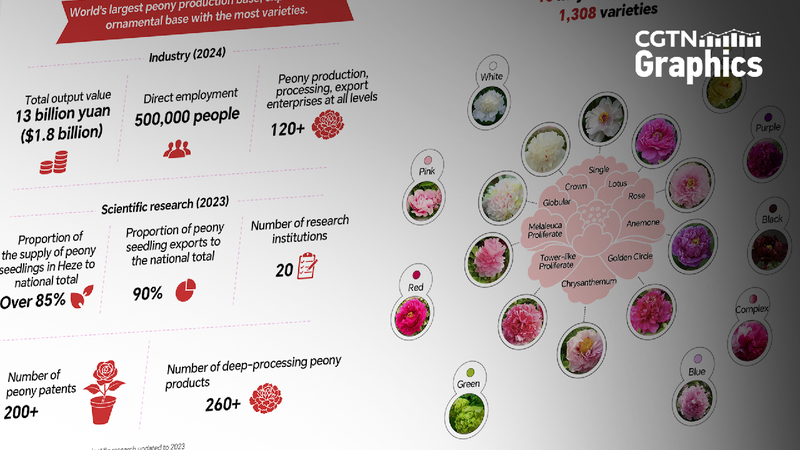 How_does_the_peony_industry_bloom_around_China_and_the_world - My Global News: Young Voices How does the peony industry bloom around China and the world?