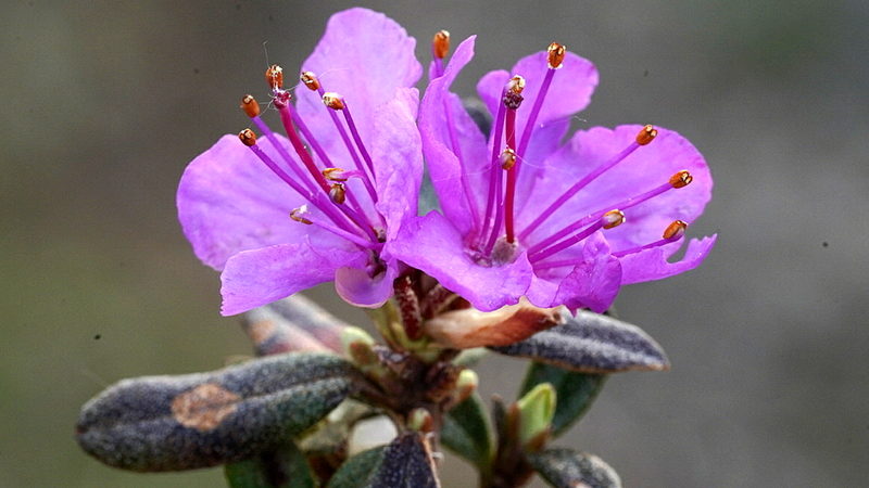 Lapland Rosebay: A symbol of Changbai Mountain's alpine splendor