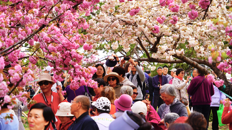Late-blooming cherry blossoms reach their peak in Beijing park