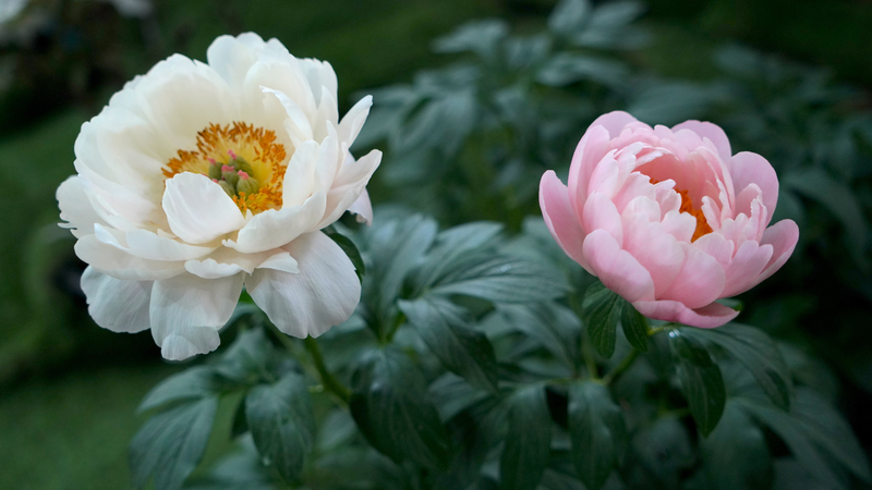 Latin American journalists explore living legacy of Luoyang's peonies