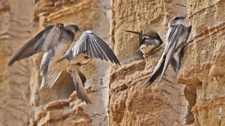 Life takes flight: Sand martins' breeding season safeguarded