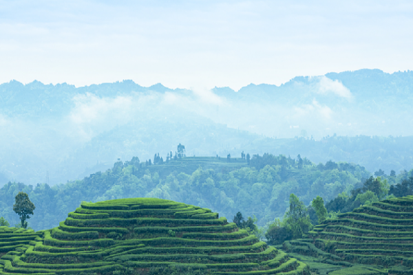 Chasing the Colors of Spring: Discover Qingming’s Vibrant Beauty Live: Chasing the colors of the season, Qingming's vitality awakens