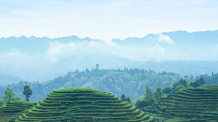 Live_Chasing_the_colors_of_the_season_Qingmings_vitality_awakens - My Global News: Young Voices Live: Chasing the colors of the season, Qingming's vitality awakens