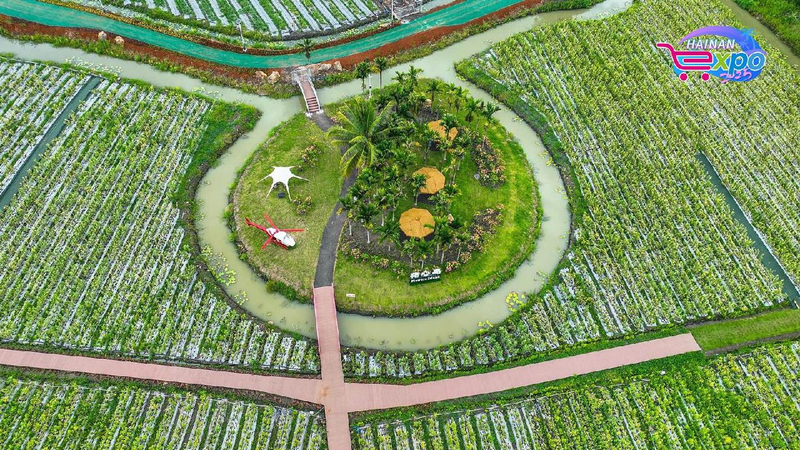 Live: Explore Hainan's tropical fruit paradise in Qionghai City