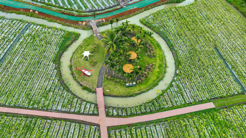 Live_Explore_Hainans_tropical_fruit_paradise_in_Qionghai_City - My Global News: Young Voices Live: Explore Hainan's tropical fruit paradise in Qionghai City