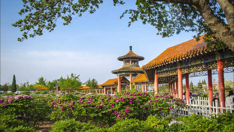 Live_Immerse_into_the_splendor_of_flourished_peony_in_Heze_China - My Global News: Young Voices Live: Immerse into the splendor of flourished peony in Heze, China