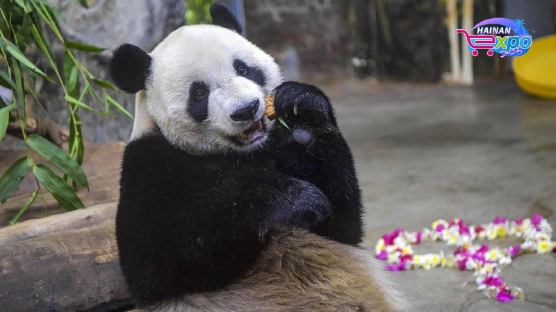 Live_Panda_brothers_play_at_Hainan_Tropical_Wildlife_Park - My Global News: Young Voices Live: Panda brothers play at Hainan Tropical Wildlife Park