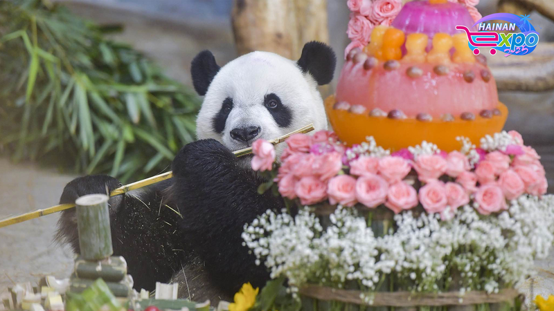 Live_Panda_brothers_play_at_Hainan_Tropical_Wildlife_Park_poster-2 - My Global News: Young Voices Live: Panda brothers play at Hainan Tropical Wildlife Park video poster